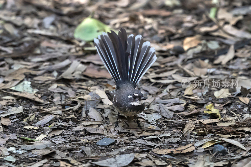 Wille Wagtail，昆士兰，澳大利亚